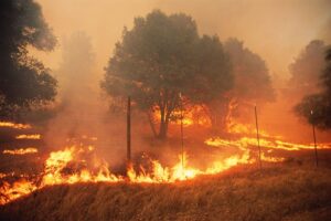 wildfires-burning-trees-in-a-field wildfires-burning-trees-in-a-field